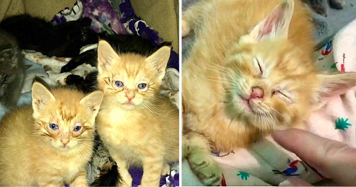 Twin Kittens Rescued from Hoarder Almost Went Blind – Can’t Stop Purring with Gratitude