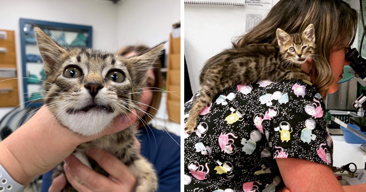 Kitten Shown Love for First Time After Cruelly Thrown Out of Truck & Breaking Jaw