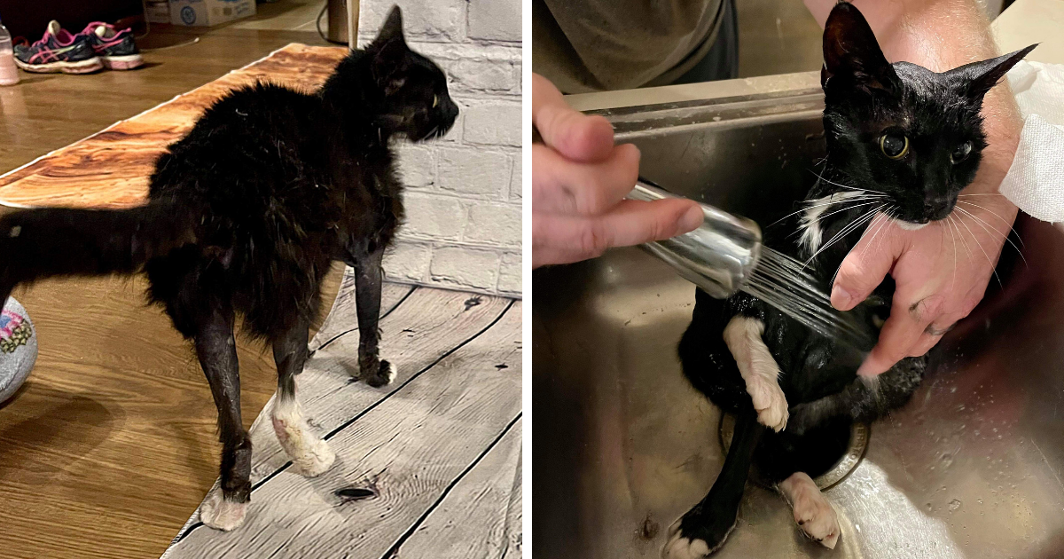Hopeless Cat Covered in Gasoline Saved Moments Before Tragic Fate – Her Eyes Said ‘Help Me’