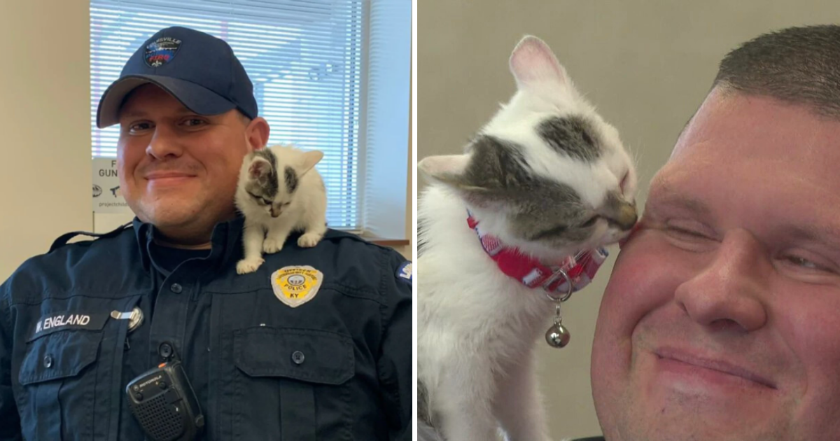 Stray Kitten Found Wandering Airport Adopted by Airport Security Officer