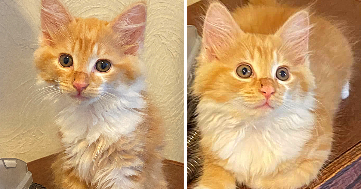 Woman Grieves Loss of Former Cat, Look-alike Kitten Suddenly Appears to Comfort Her