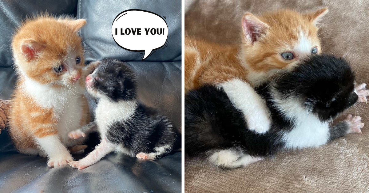 Protective Kitten So Happy Become Big Brother to Newborn Kitten Rejected by Mom
