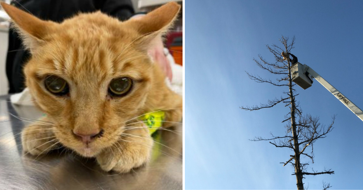 Fire Dept. Allegedly Called Cat Stuck in 50-Foot Tree for 5 Days “Unworthy” of Rescuing