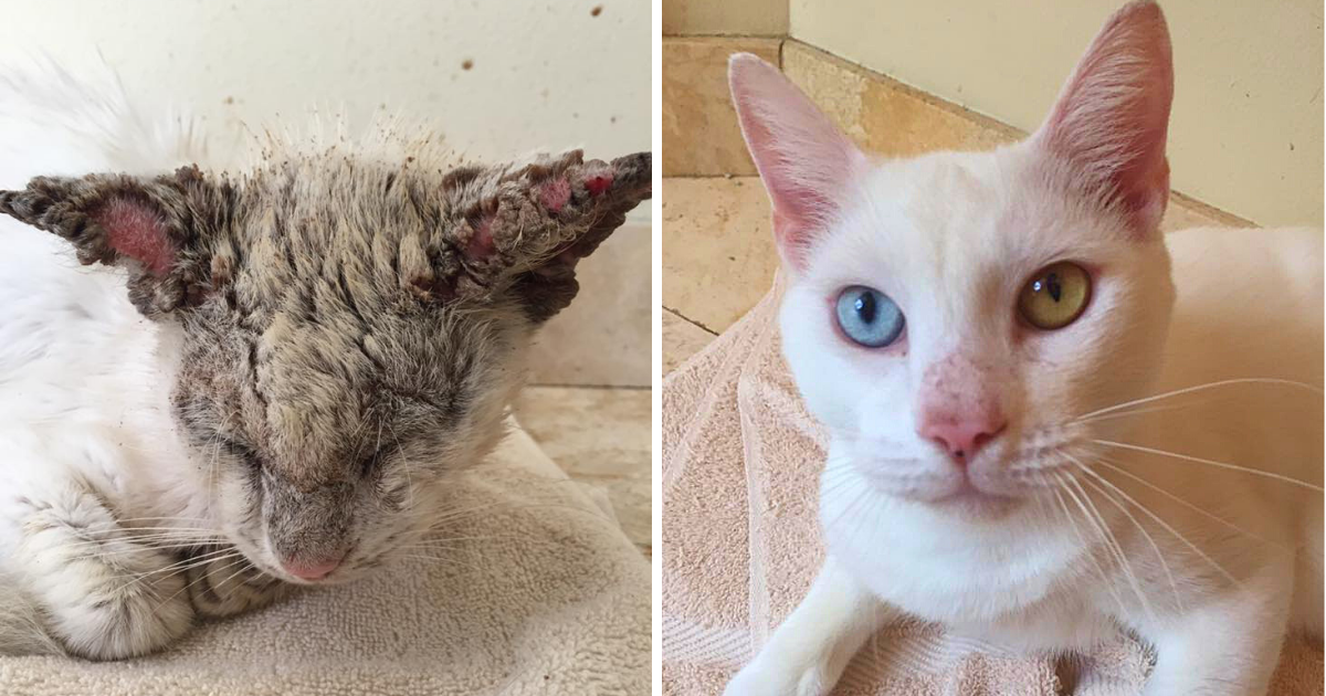 Hopeless Cat Rejected by Owners – Rescued by Woman Who Saw His True Beauty