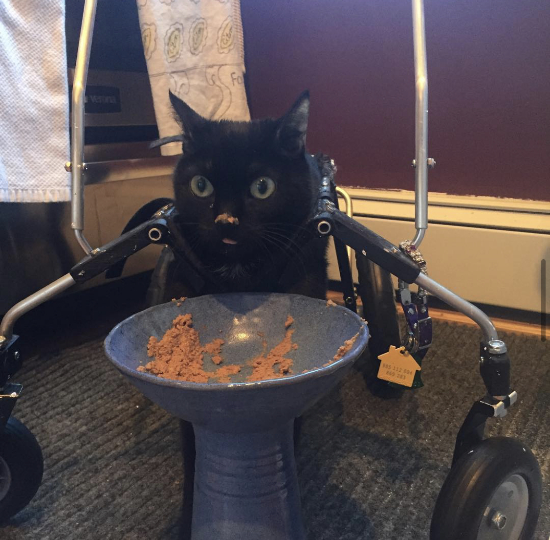 Special Cat in Wheelchair is Unstoppable – Proves Disabled Cats Are ...