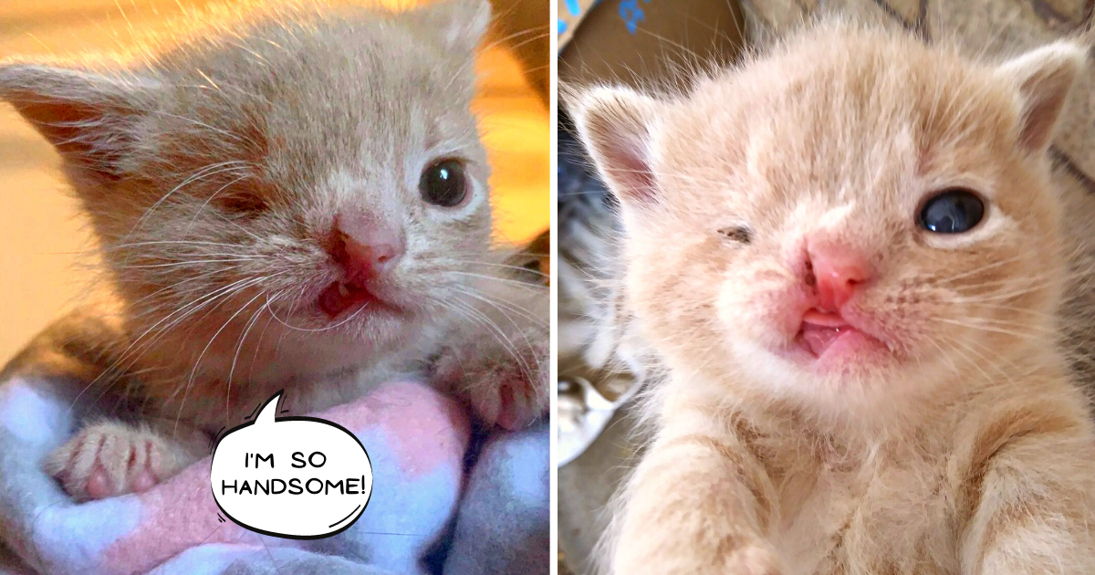 Tiny Kitten Captures Hearts with Adorable Smile & Wink – Has So Much Love to Give