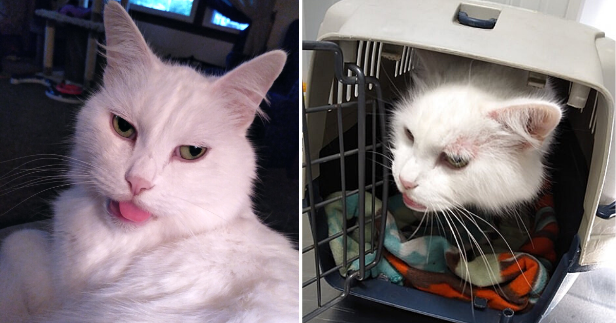 Ignored Toothless Cat Suffers Harsh Winter – Grateful to be Warm & Fed for First Time