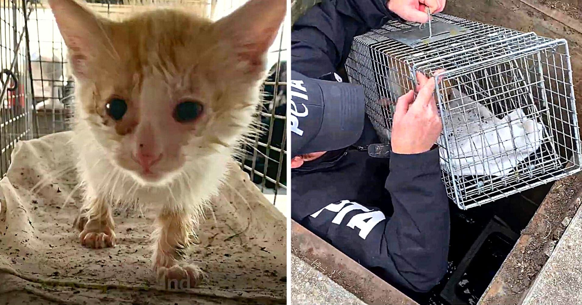 Scared Kitten Trapped in Sewer Cries for Days Hoping Someone Will Save Him