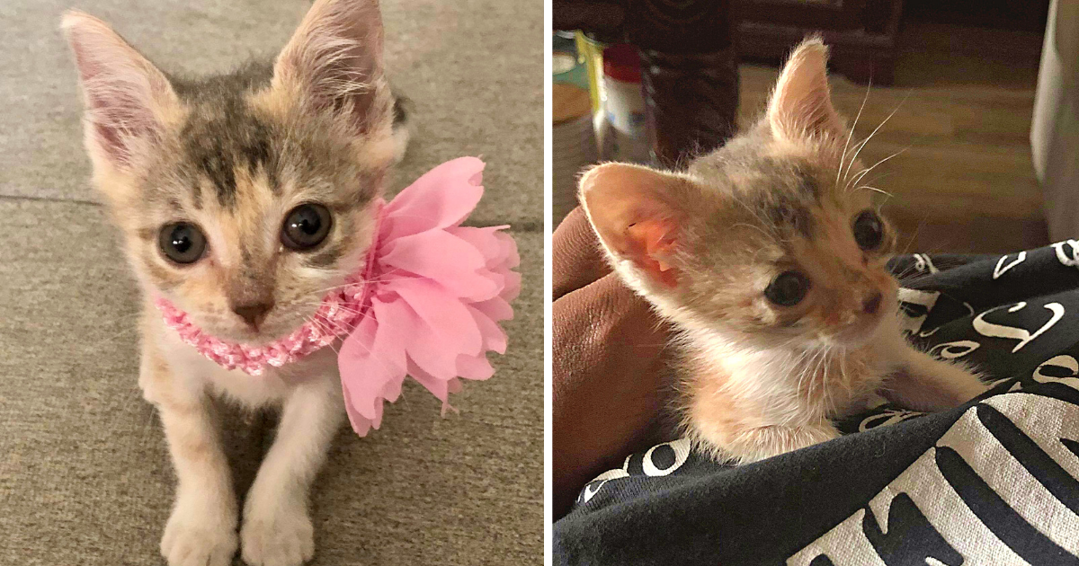Pint-Sized Kitten So Happy to Be Held by Foster Family After Long Hospital Stay