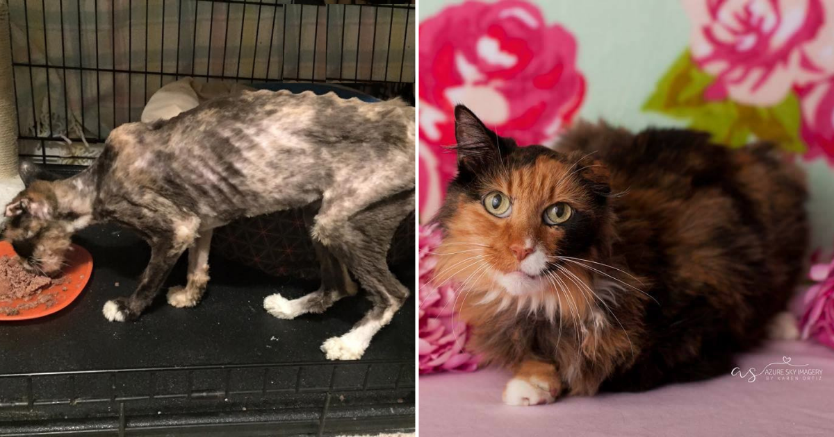 Hungry 14-Year-Old Cat Rescued from Hoarder So Grateful to Have Full Belly Now
