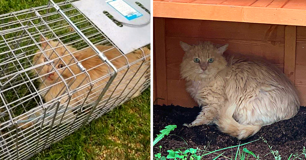 Elderly Cat With Hole In Chest Saved by Woman Who Refused to Give Up On Him