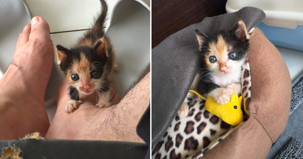 Man Saves Runt Kitten Rejected by Mother & Helps Her Blossom into Beautiful Cat
