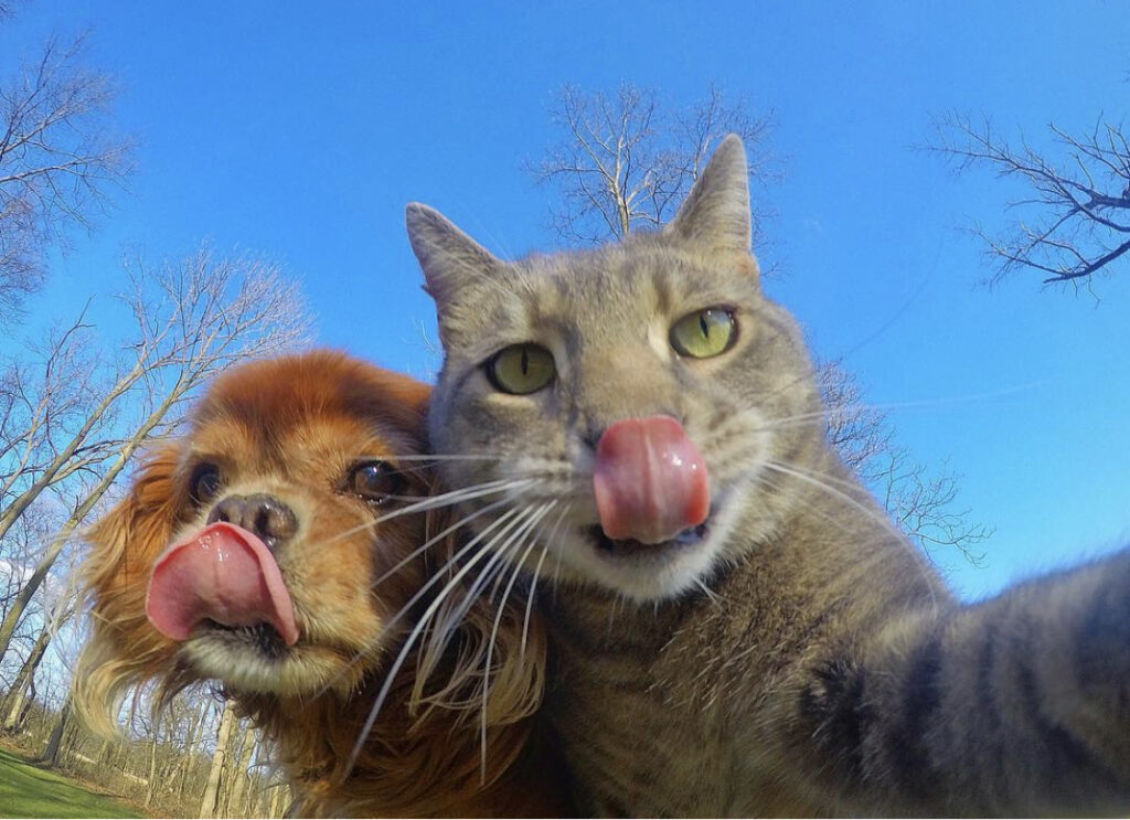 Selfie Cat