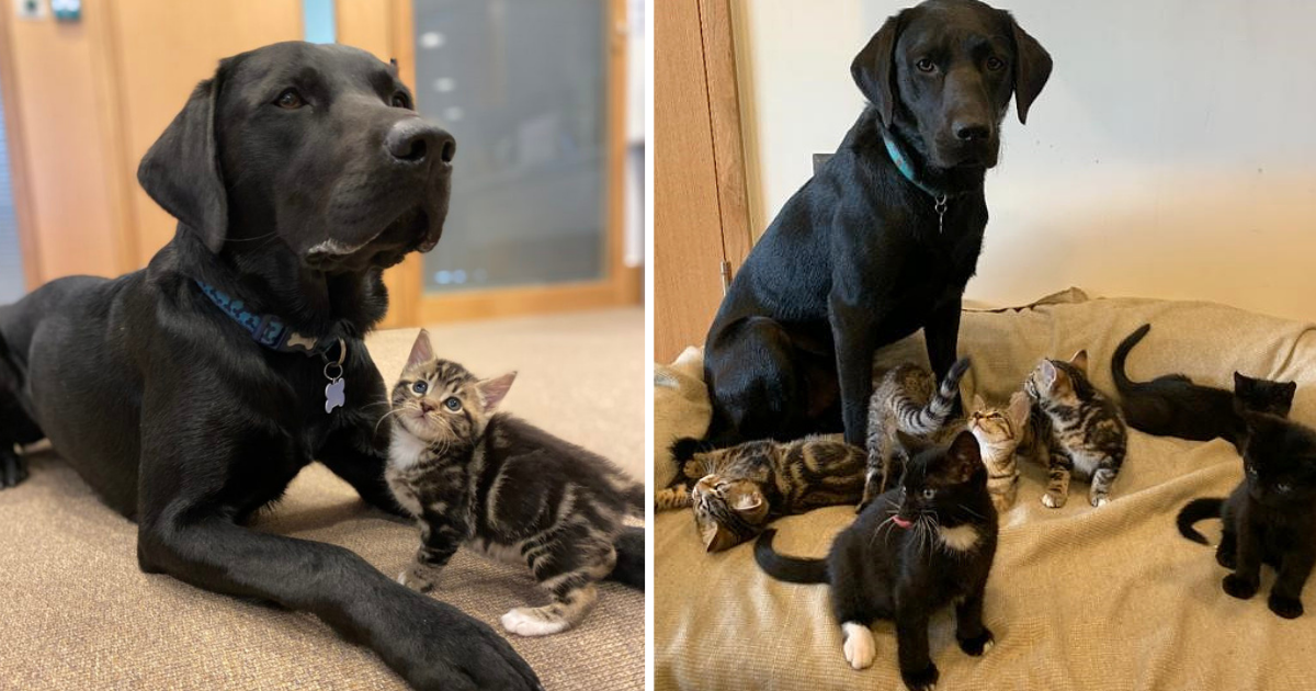 Protective Lab Becomes “Mama Bear” and Takes 7 Orphan Kittens Under His Wing
