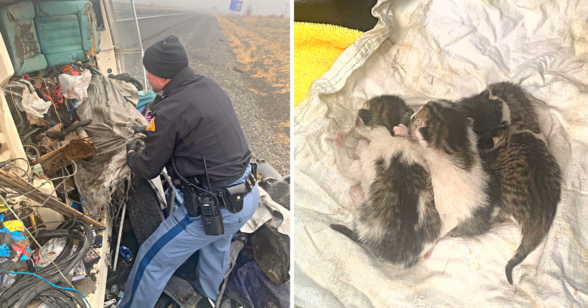Officer Hears Crying in Abandoned Boat – Discovers 4 Helpless Newborn Kittens