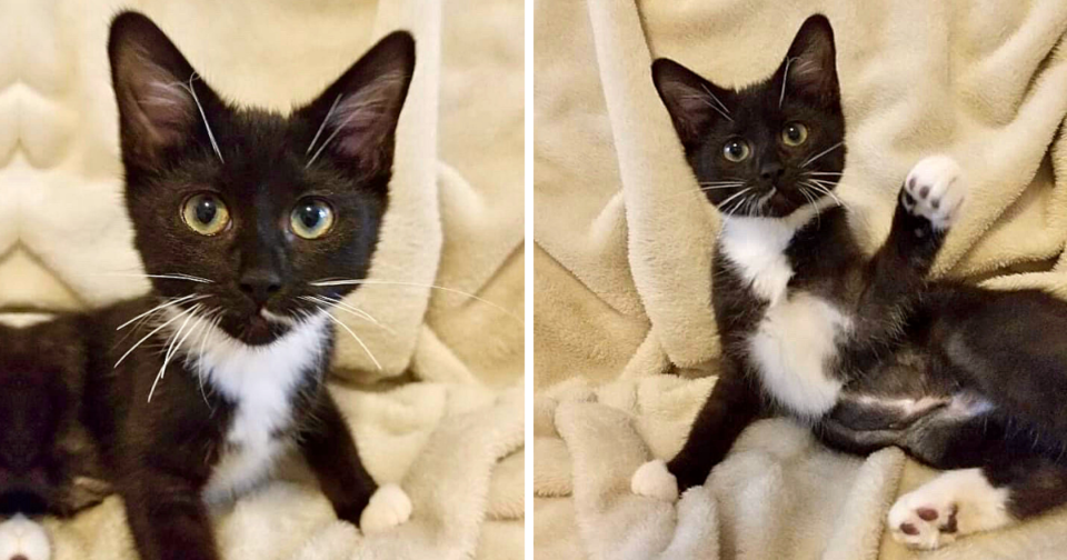 Abused Kitten With Heart Full Of Love Wants Forever Family For Christmas