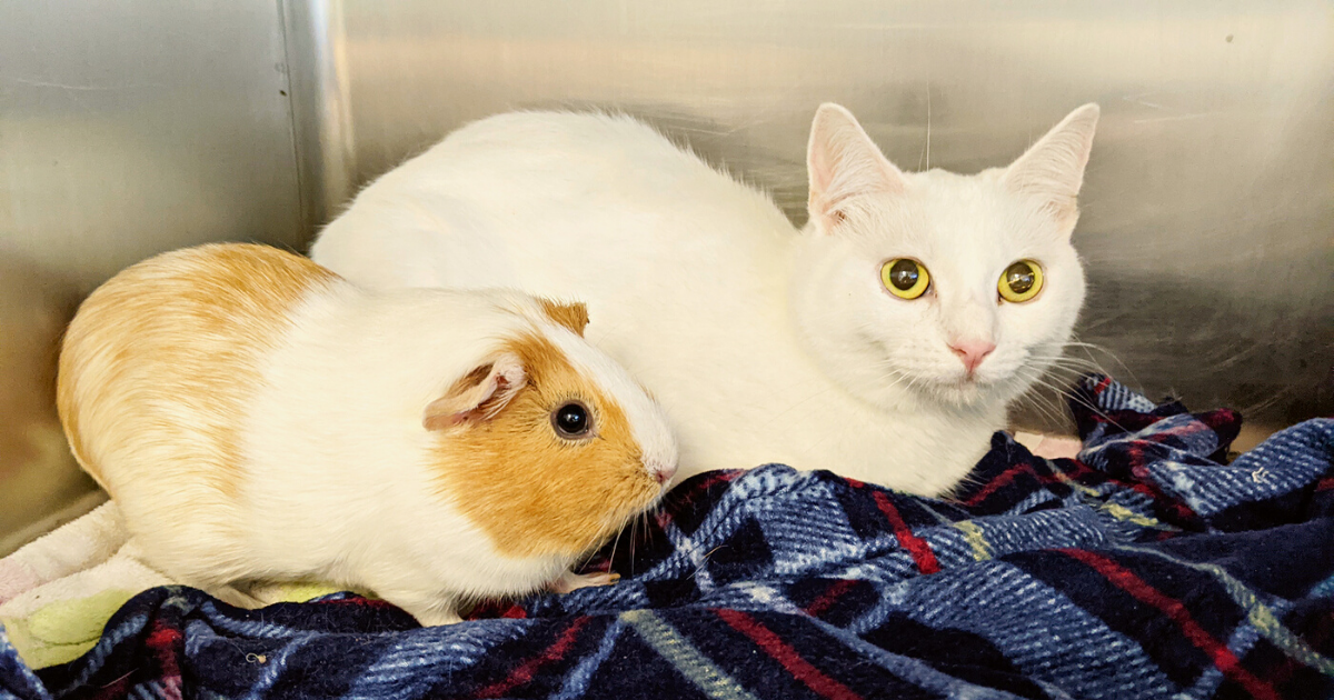 Surrendered Cat & Guinea Pig Are Best Friends – Insist on Being Adopted Together