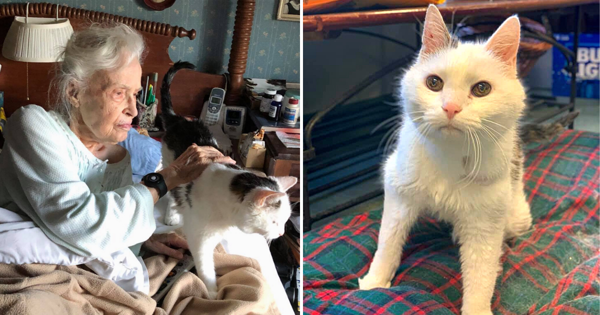 101-Year-Old Woman Adopts Oldest Cat in Shelter to Mend Her Broken Heart