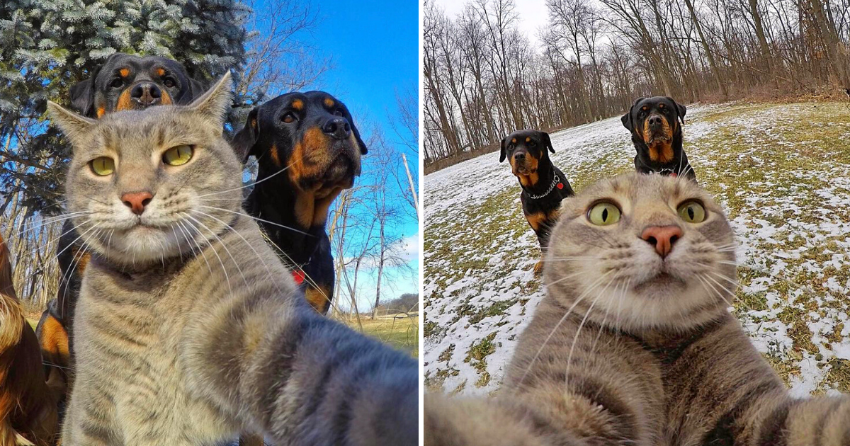 “Selfie Cat” Takes Hilarious Photos with Big Dog Security Guards