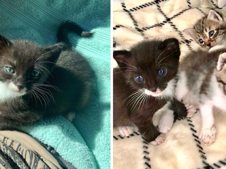 Lonely Kitten Excited to Snuggle Siblings After Returning from Hospital