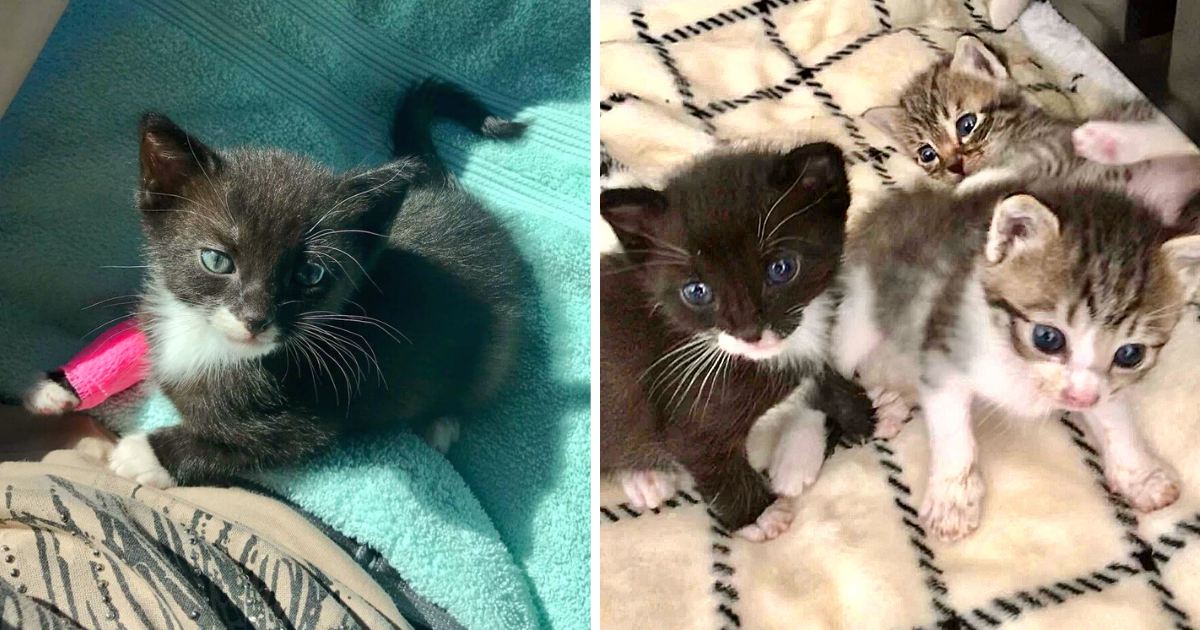 Lonely Kitten Excited to Snuggle Siblings After Returning from Hospital