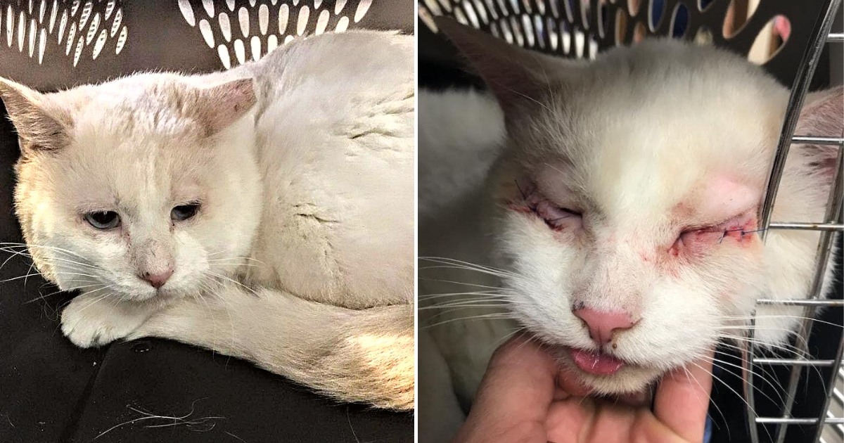 Neglected Blind & Deaf Cat with Rare Condition Rescued from Life of Suffering