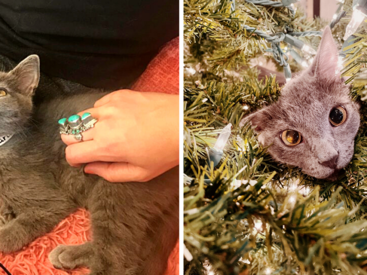 Goofy Kitten Proudly Earns Spot on Naughty List for Climbing Christmas Tree