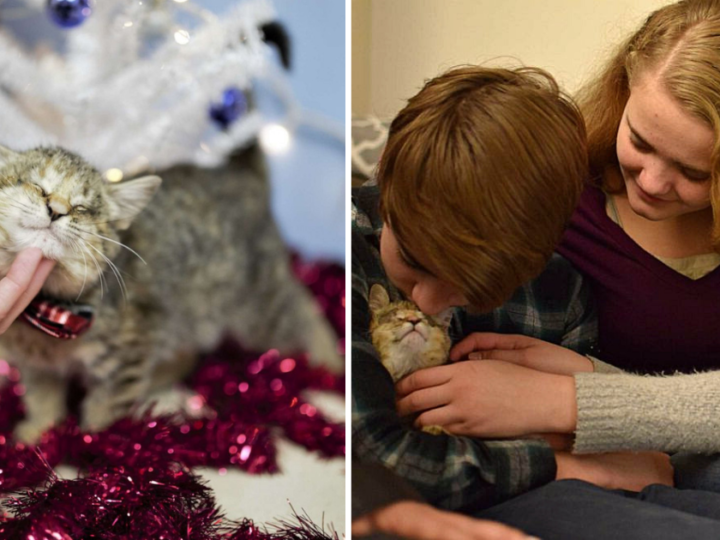 Family of Adopted Kids Adopt Blind Kitten Dumped in Trash, “Best Christmas Ever”