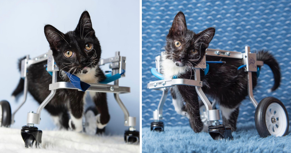 Special Kitten Explores World on Wheels, Needs a Purrfect Forever Family to Join Him