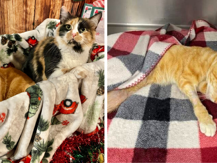 Bonded Cats with Tragic Past Cry When They’re Apart, Hope to be Adopted Together
