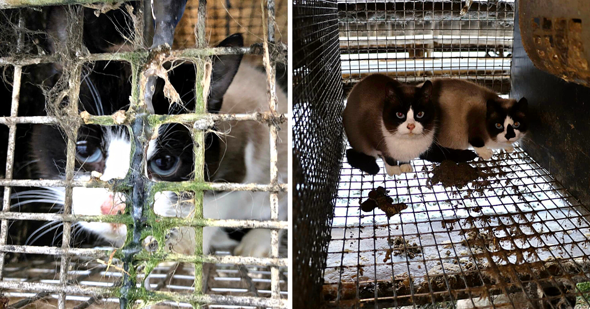 Danish Rescue Group Urges Public to Help Save Cats Held Captive by Fur Farmer