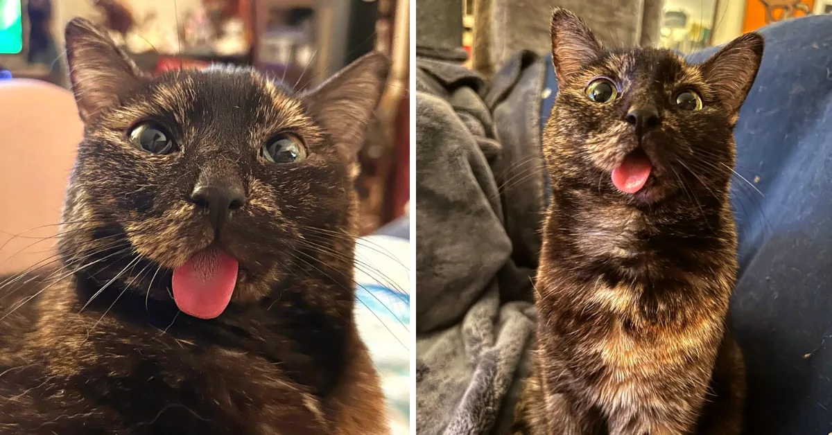Special Kitten with Small Jaw Abandoned in Parking Lot, Now Captures Hearts with Adorable Bleps