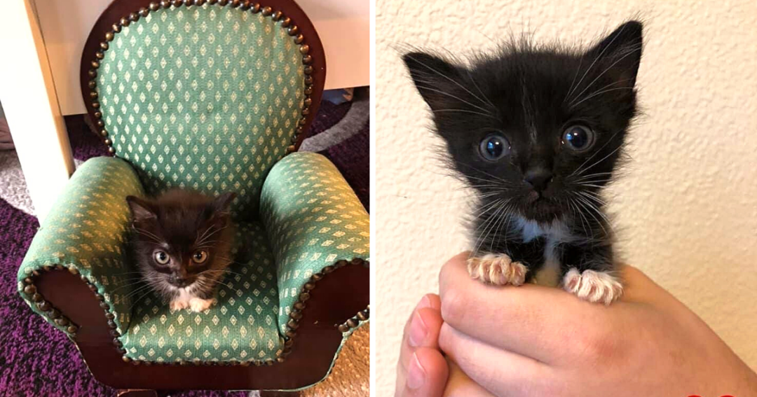 Tiny But Mighty Special Kitten With Rare Condition Stays Small