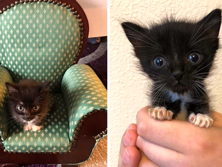 Tiny but Mighty Special Kitten with Rare Condition Stays Small