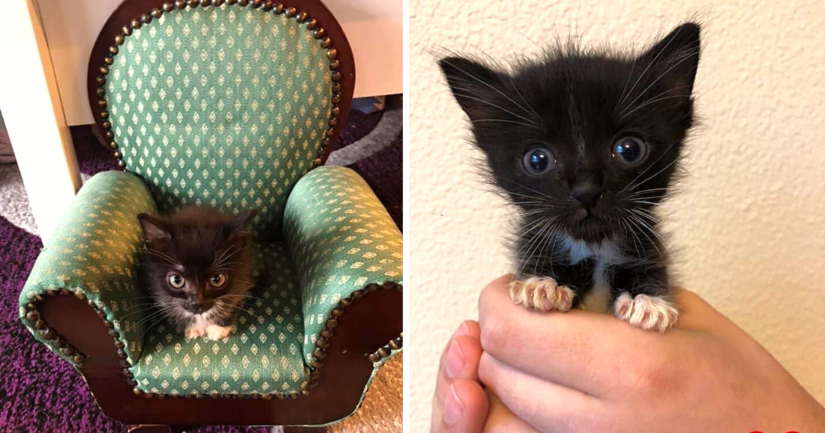 Tiny but Mighty Special Kitten with Rare Condition Stays Small