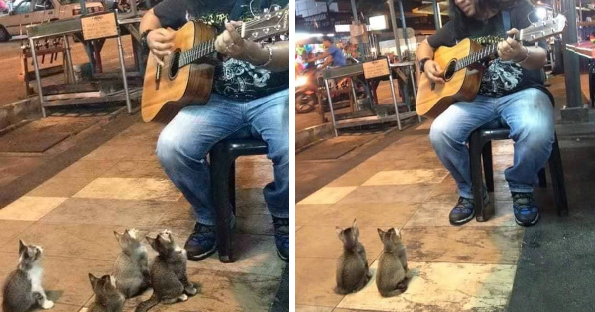 Street Musician Ignored by Everyone Until 4 Supportive Kittens Show Up to Cheer Him On