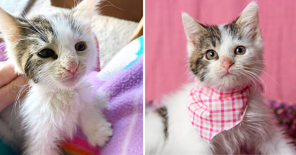 Blind, Wobbly Rescue Kitten Waits for Someone Special to Give Her a Chance