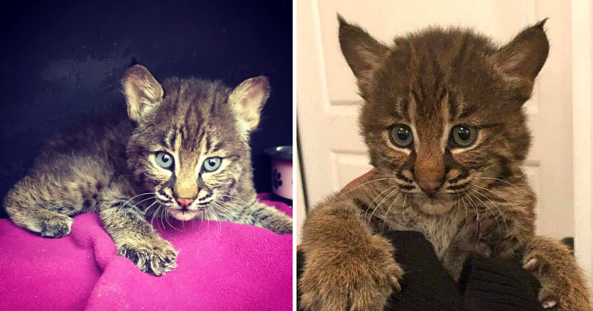 Woman Almost Adopts Baby Bobcat She Mistook as Stray Kitten on Highway