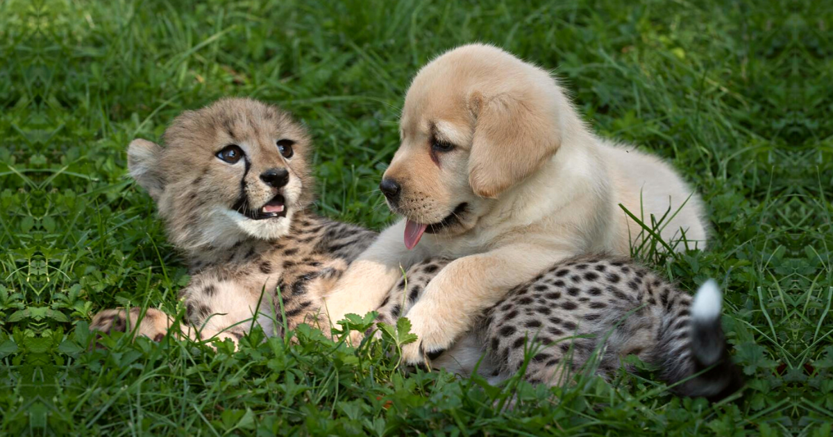 Zoo Gives Shy Cheetah Cubs Their Own Emotional Support Puppy