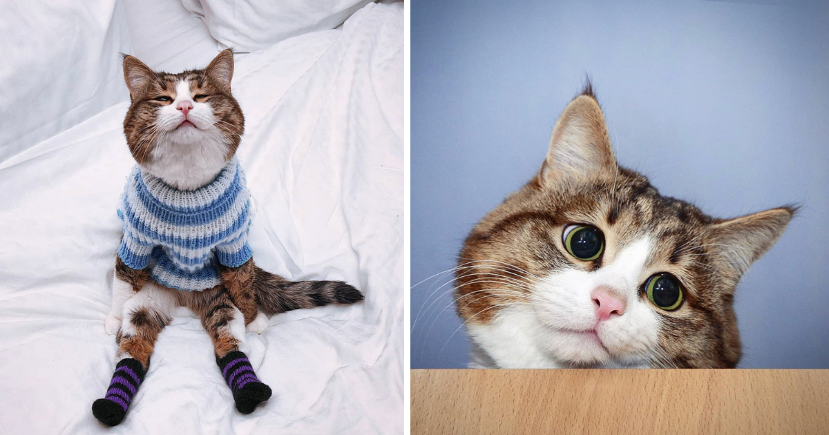 Meet Rex, The Handsome Handicapped Cat Who Spreads Love and Pawsitivity