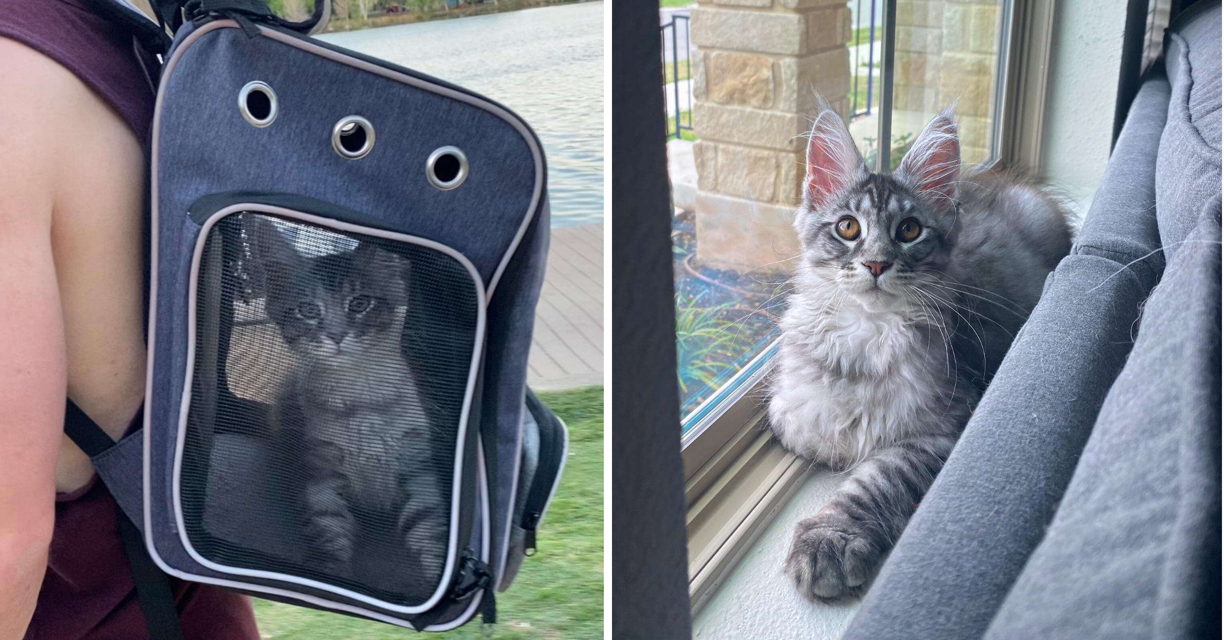 Curious Maine Coon Kitten Works Up Courage to Explore The World in Her Backpack