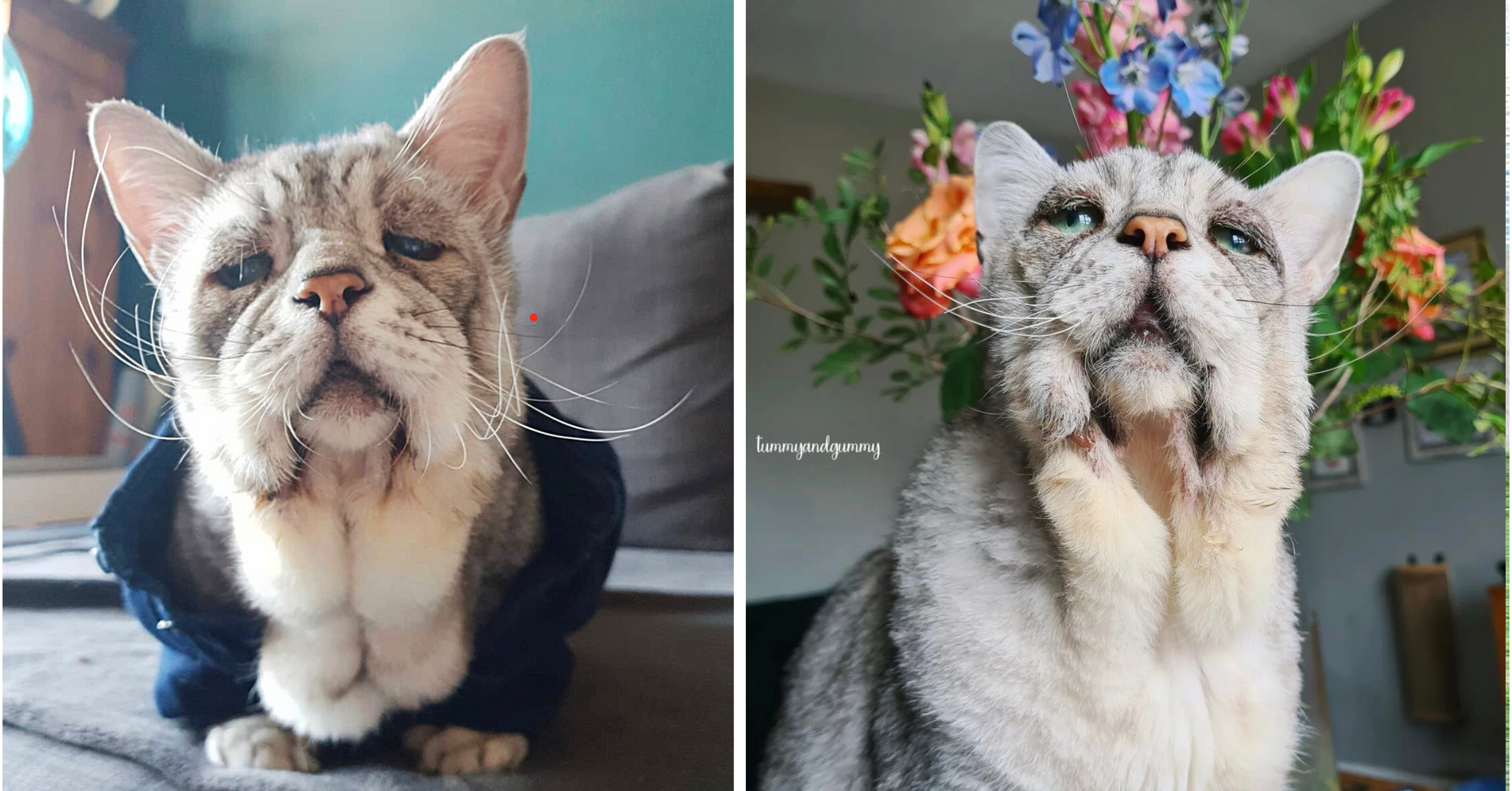 Special Needs Cat with ‘Sad Face’ Shows World That Being Different Is Beautiful
