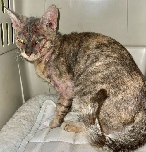 Protective Sister Cat Sprayed in Face with Poison Trying to Shield ...