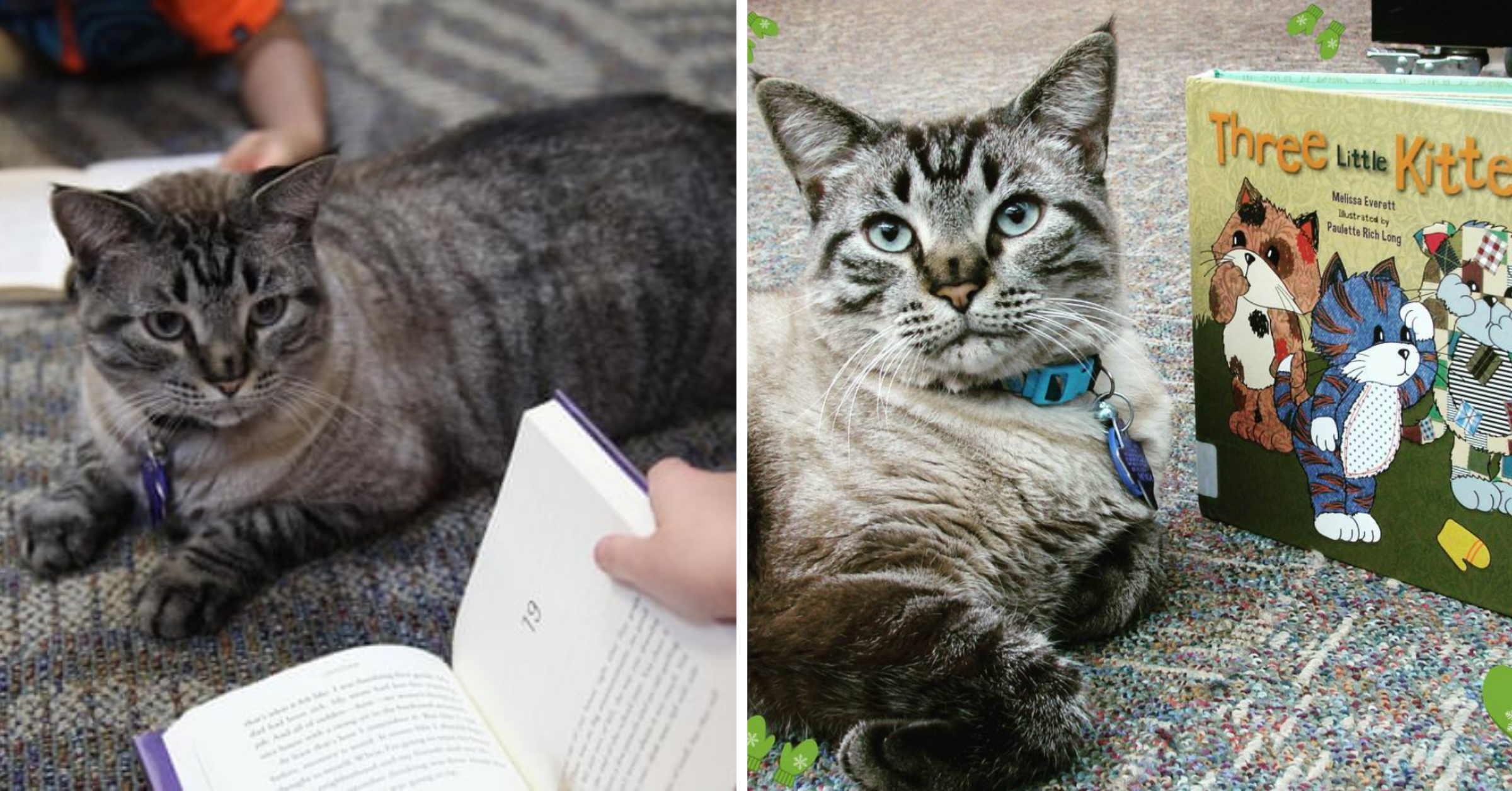 Library Cat Emerged Triumphant, Reclaims Job After Wrongfully Fired & Evicted by City Council