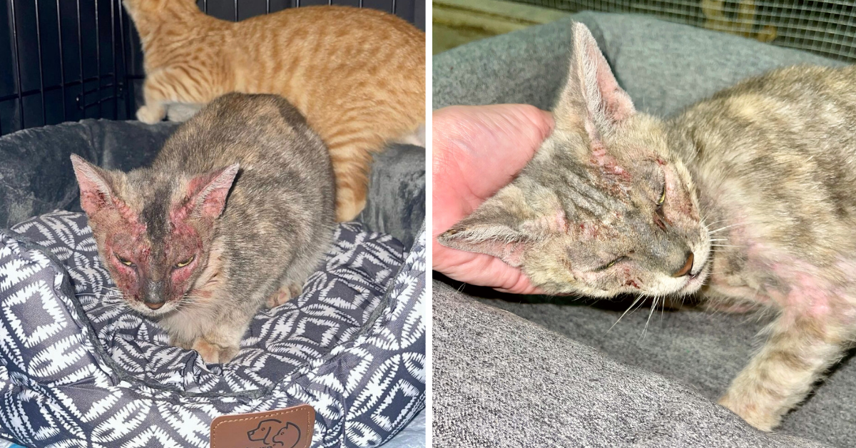 Protective Sister Cat Sprayed in Face with Poison Trying to Shield Brother from Getting Hurt