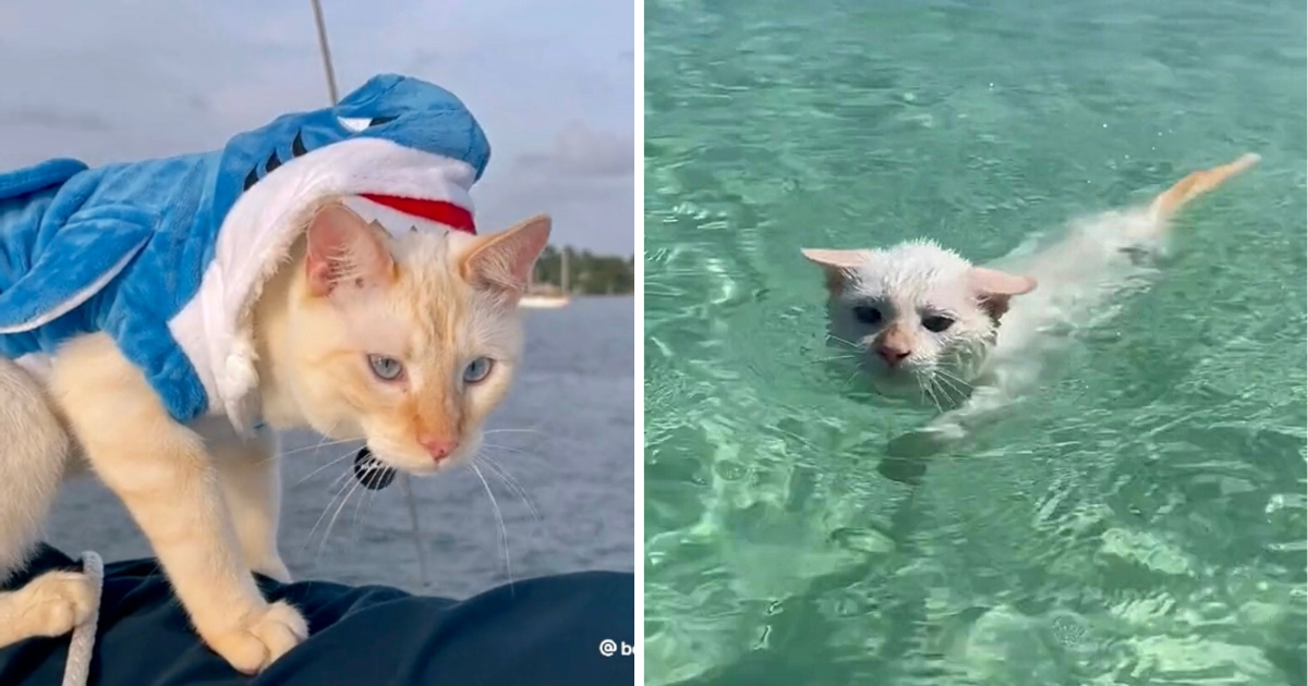 ‘Sailor Cat’ Lives Incredible Life on Boat, Captures Hearts with Adventurous Spirit