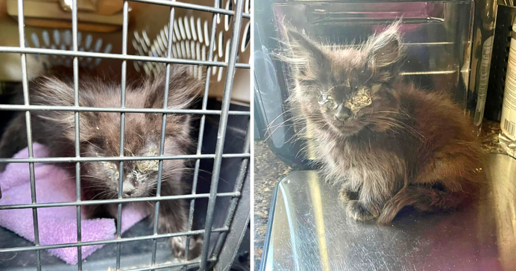 Blind Kitten Found Crying Alone in Cage Saved from Being Euthanized ...