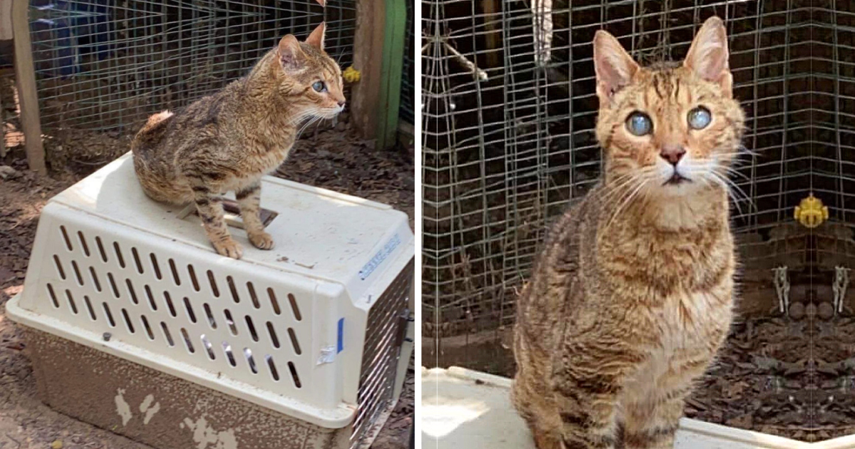 Blind Senior Cat Rejected for Entire Life, Travels 1300 Miles Bouncing Between Homes