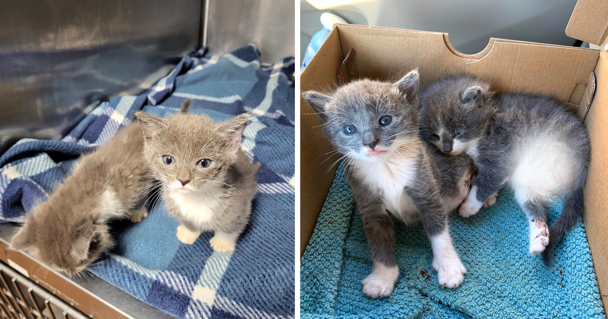 Twin Tripod Kittens Survive Lawnmower Accident, Now Hope to be Together Forever