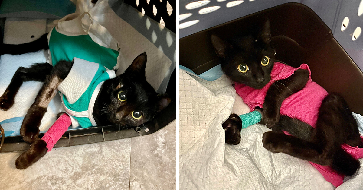 Injured Black Kittens Rescued Under Unusual Circumstances, Now Hope for Better Life